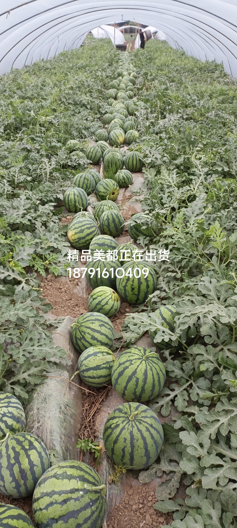 大棚美都自生苗