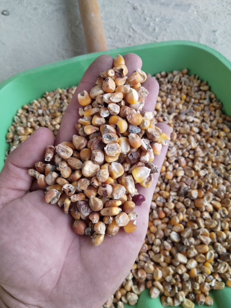 常年出售霉变玉米粒