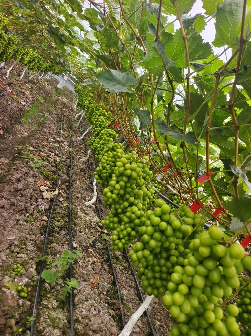 精品葡萄阳光玫瑰葡萄货源充足量大质量保证欢迎咨询