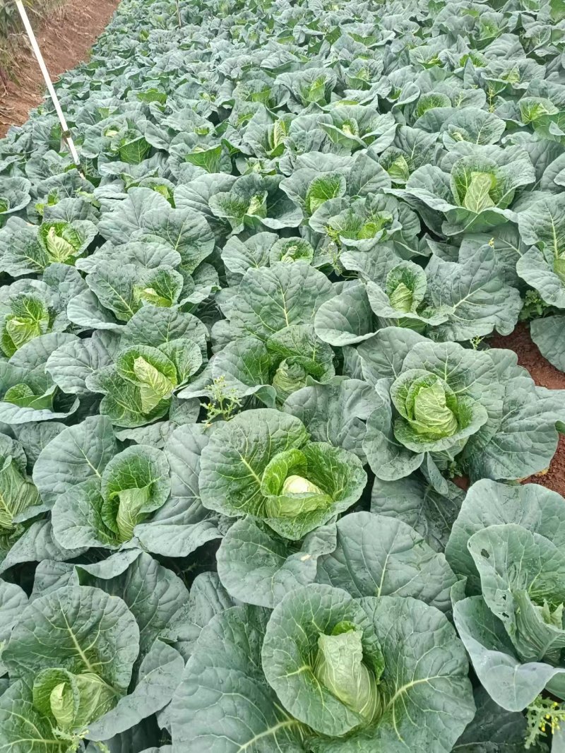 高山牛心甘蓝