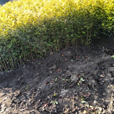 新鲜郁金香茶苗，品质保证，量大从优，价格美丽欢迎来电