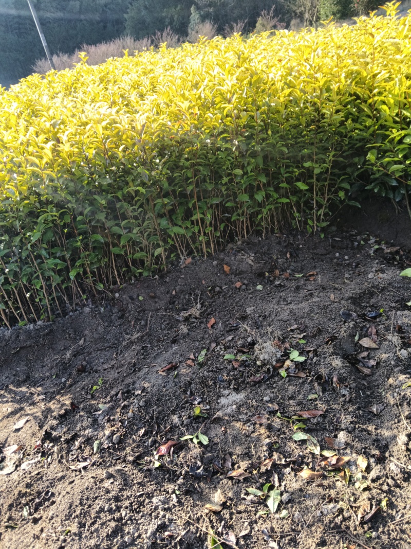 新鲜郁金香茶苗，品质保证，量大从优，价格美丽欢迎来电
