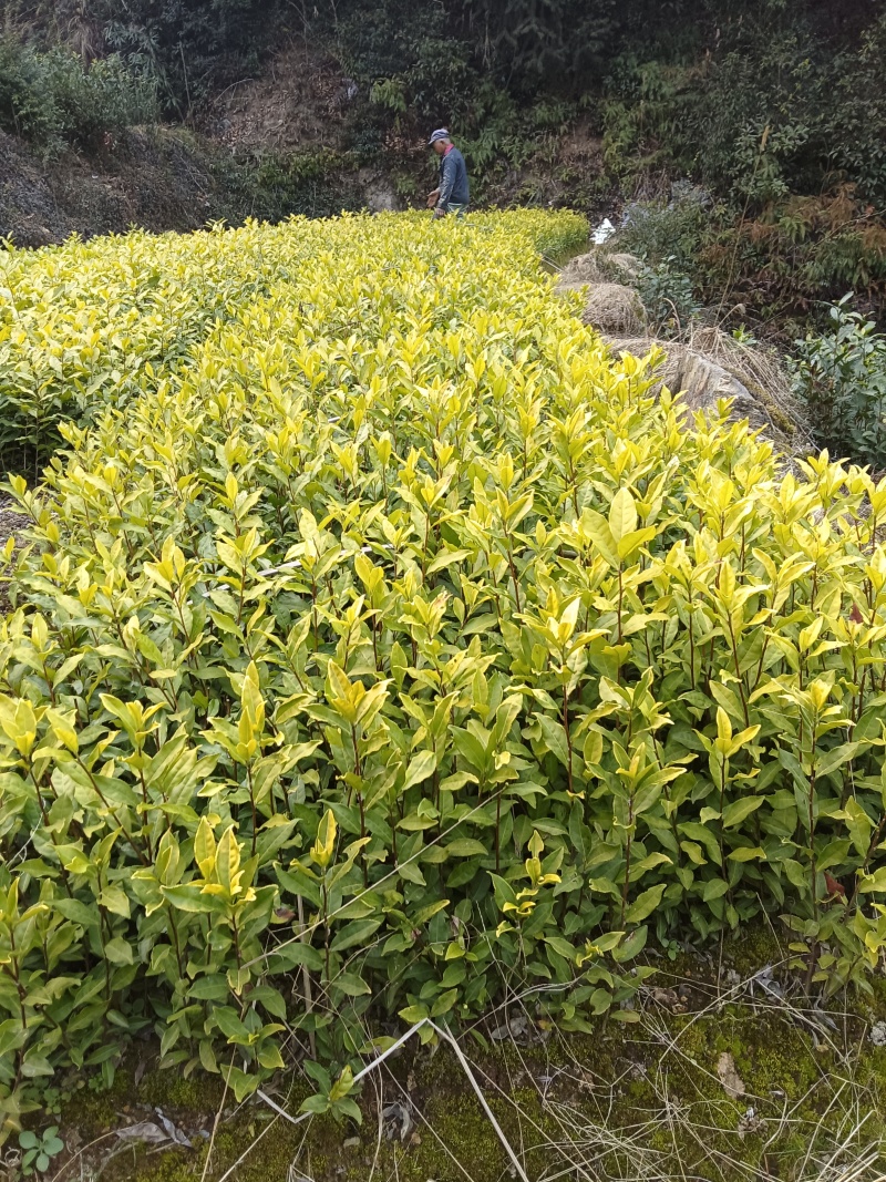 新鲜郁金香茶苗，品质保证，量大从优，价格美丽欢迎来电