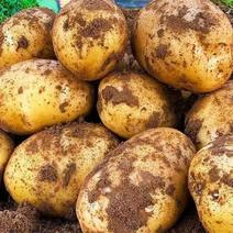 山东土豆黄心土豆精品土豆大量发货中品质保障保服务