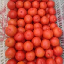 武汉本地硬果番茄西红柿