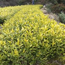 新鲜郁金香茶苗，品质保证，限时特惠