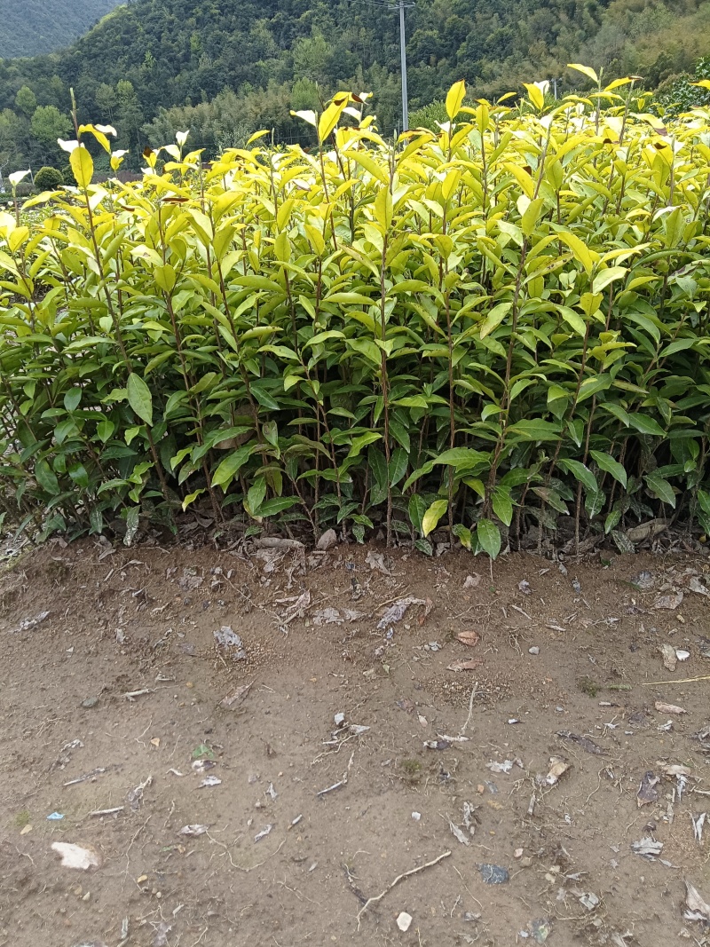 新鲜郁金香茶苗，品质保证，诚信合作，价格美丽，欢迎来电