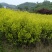 新鲜郁金香茶苗，品质保证，诚信合作，价格美丽，欢迎来电
