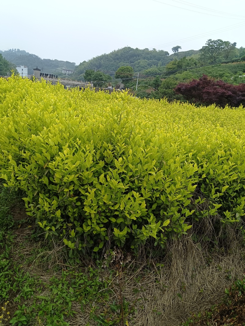 新鲜郁金香茶苗，品质保证，诚信合作，价格美丽，欢迎来电