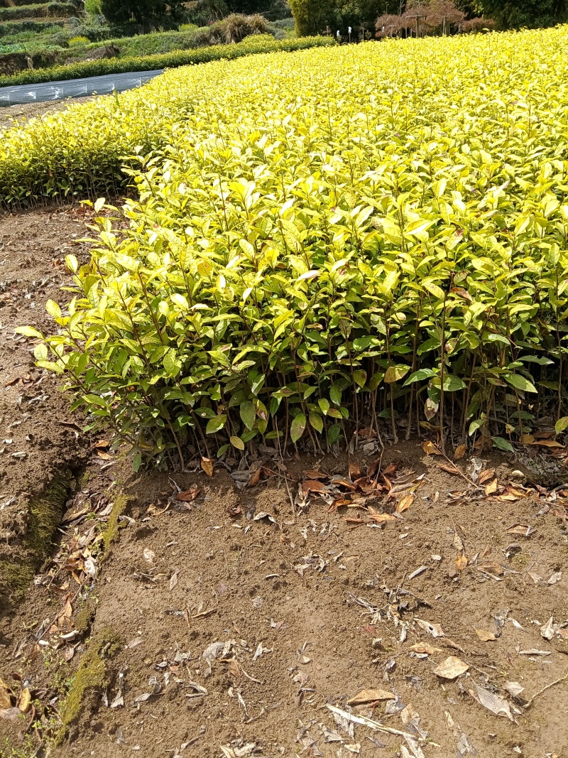 新鲜郁金香茶苗，品质保证，诚信合作，价格美丽，欢迎来电