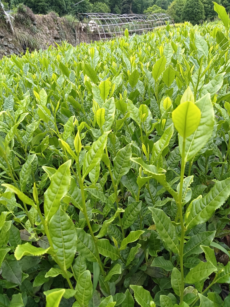 茶树苗，浙江毛头茶，是通过精心筛选培育而成他叶绿鲜亮，