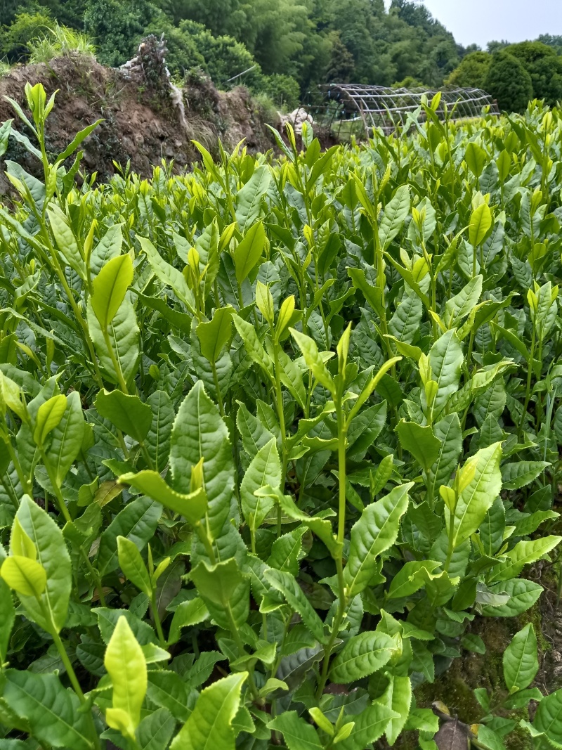 茶树苗，浙江毛头茶，是通过精心筛选培育而成他叶绿鲜亮，