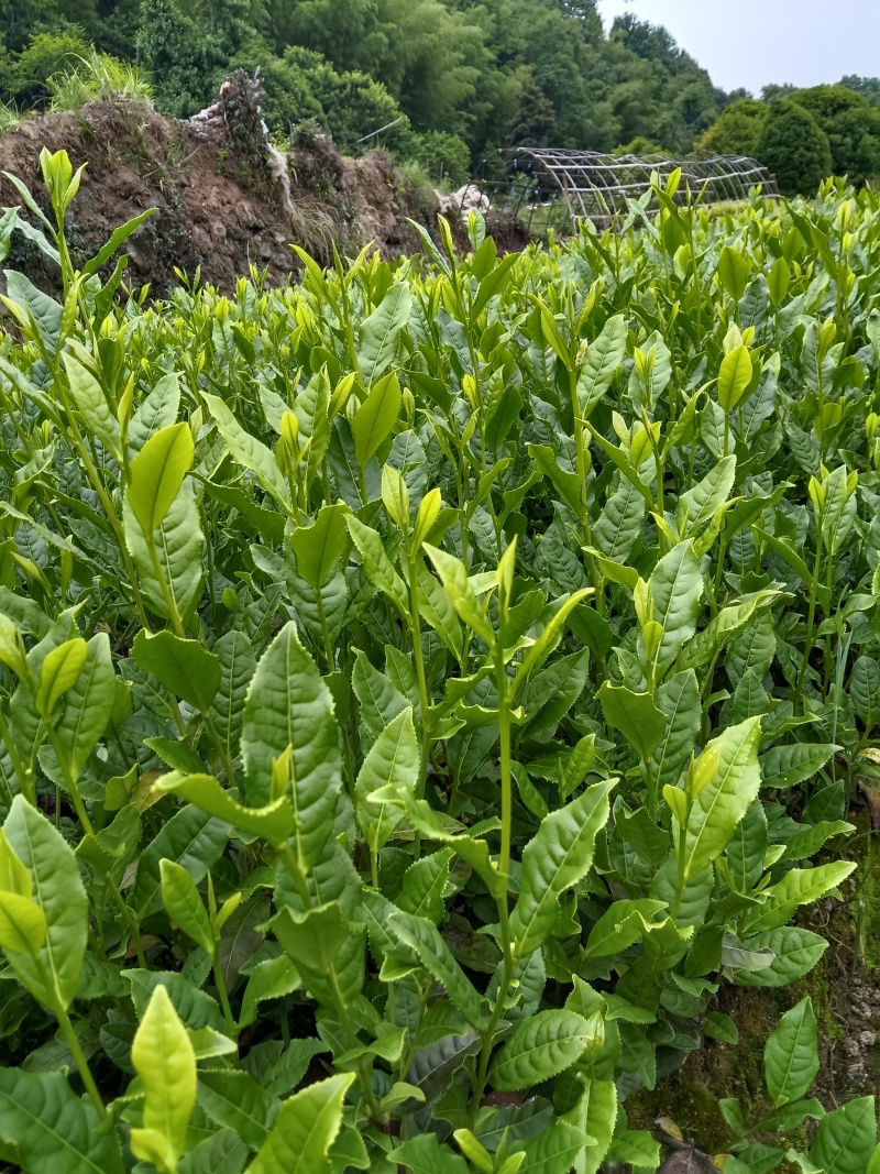 茶树苗，浙江毛头茶，是通过精心筛选培育而成他叶绿鲜亮，