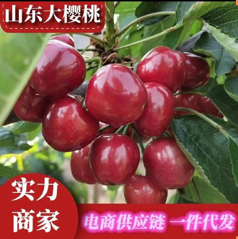 先锋樱桃，对接电商市场一件代发，欢迎来电咨询，坏烂包赔