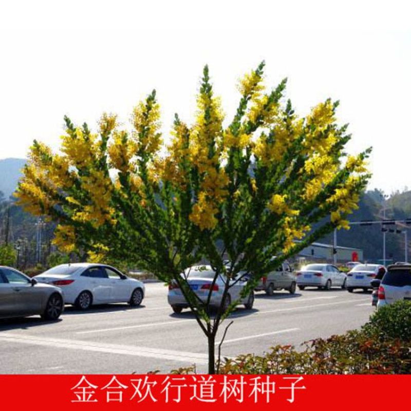 金合欢种子合欢树种子护边园林绿化鸭皂树庭院耐寒观赏合欢花