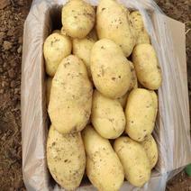 山东土豆荷兰十五土豆产地直供大量上市黄皮黄心土袋装箱装