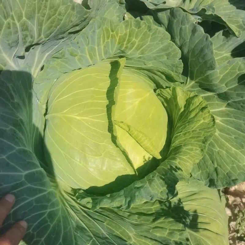 精品甘蓝圆白菜一手货源，可打包分拣，长期供应价格优惠