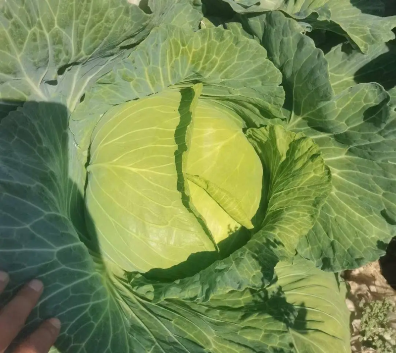 精品甘蓝圆白菜一手货源，可打包分拣，长期供应价格优惠
