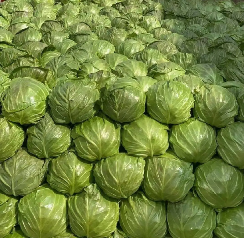 精品甘蓝圆白菜一手货源，可打包分拣，长期供应价格优惠