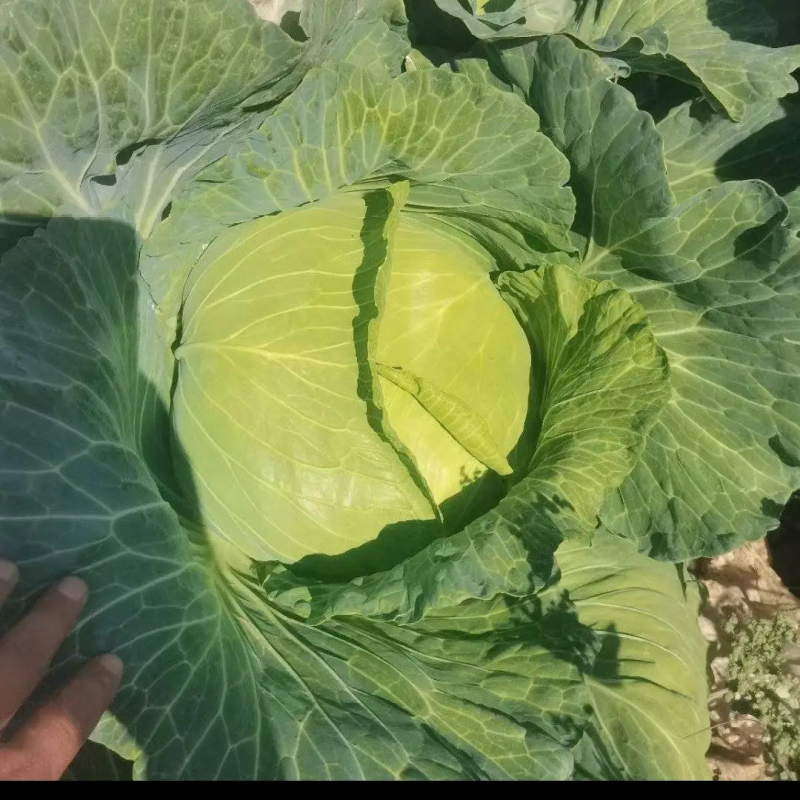 精品甘蓝圆白菜一手货源，可打包分拣，长期供应价格优惠