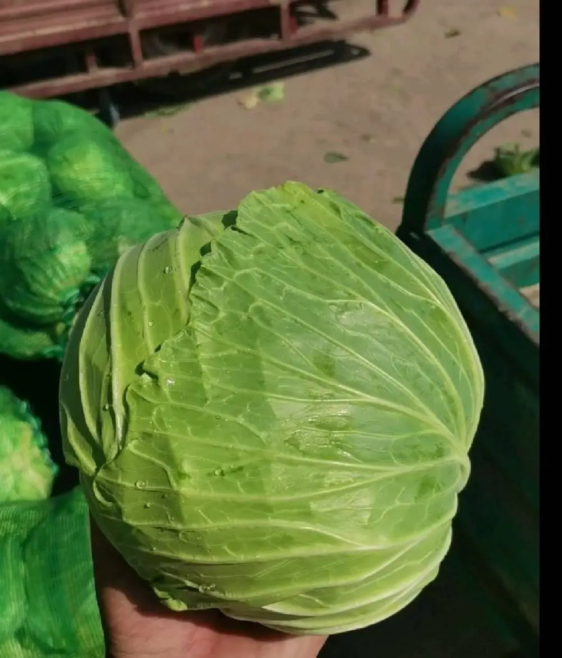 精品甘蓝圆白菜一手货源，可打包分拣，长期供应价格优惠