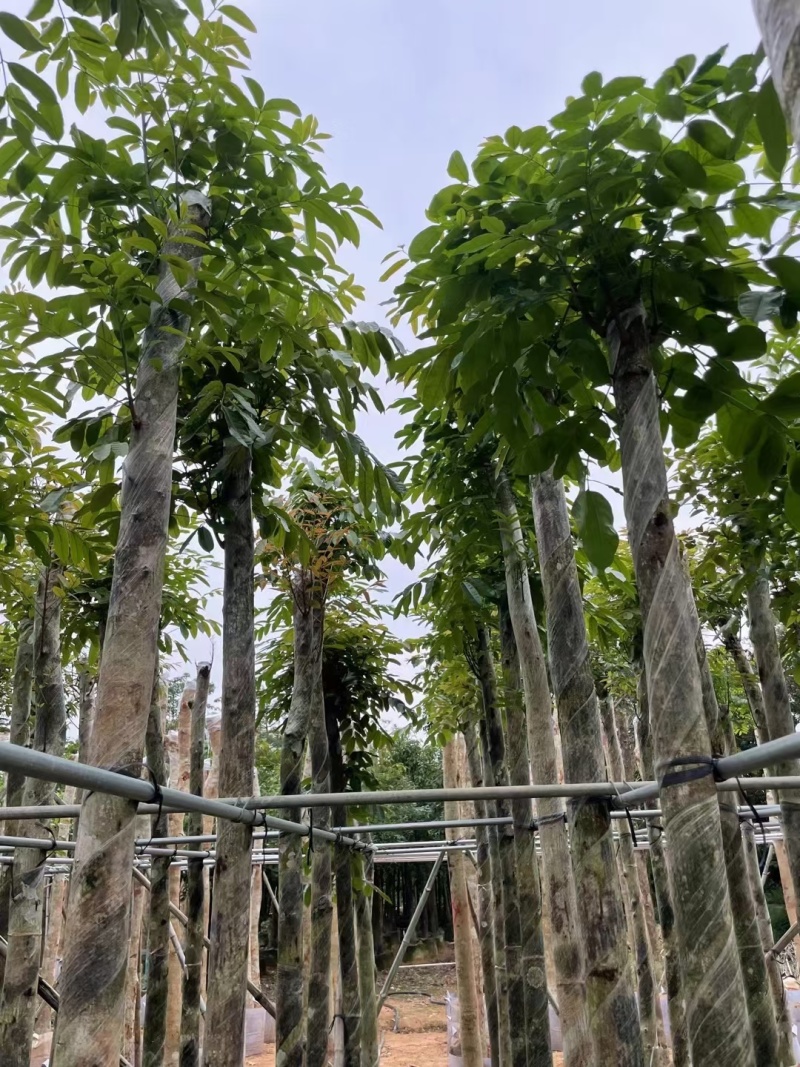 桃花心木5-12公分出售可视频看货，欢迎实地考察