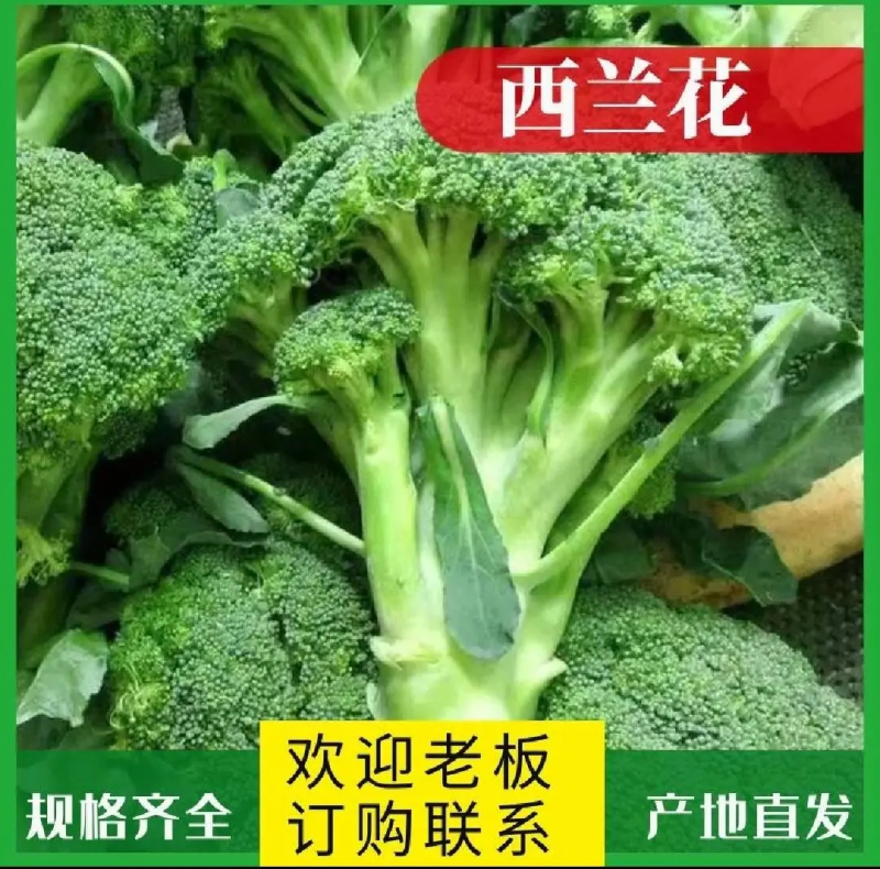 精品西兰花，新鲜货源品质保障规格齐全可打包欢迎老板选购