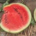 西瓜长期供应甜度高