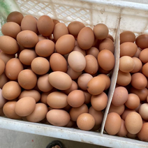 土鸡蛋，绿壳鸡粉壳鸡蛋，各类精品鸡蛋货源充足，欢迎咨询