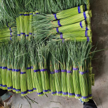 精品蒜苔。蒜苔加工厂