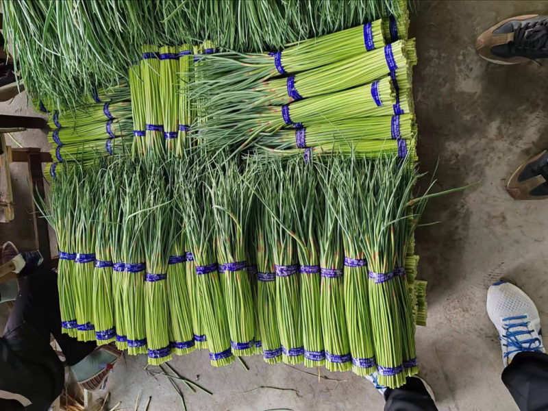 精品蒜苔。蒜苔加工厂
