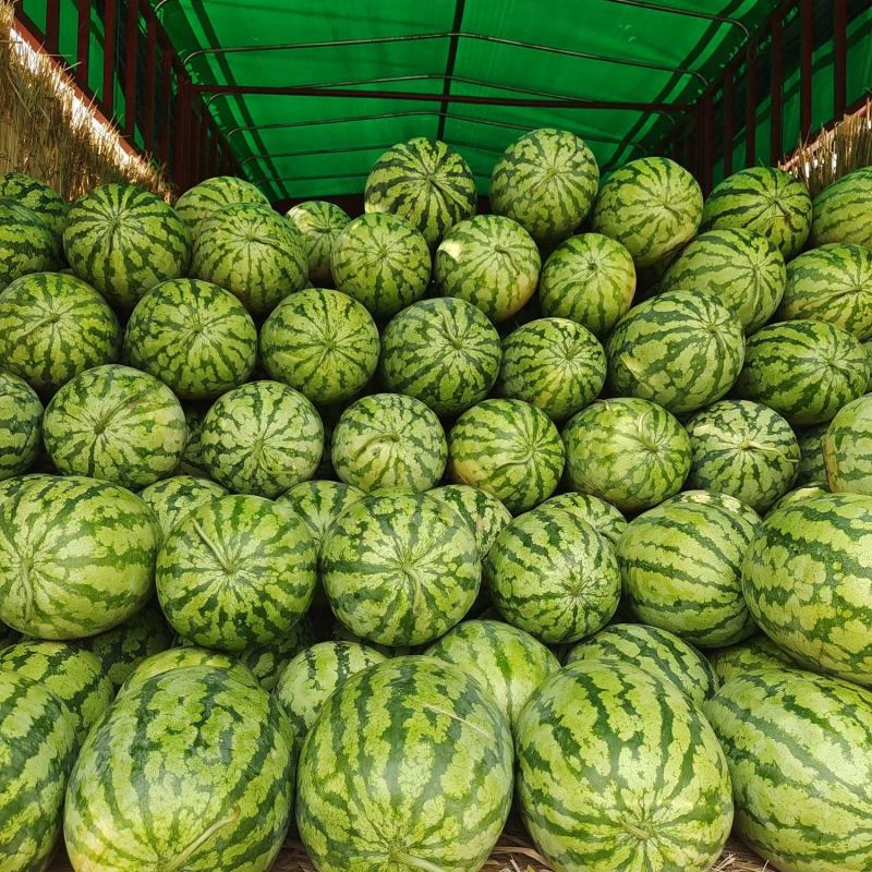 精品金城五号西瓜8斤打底一手货源大量供应欢迎订购