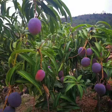 攀枝花苹果芒彩虹芒果