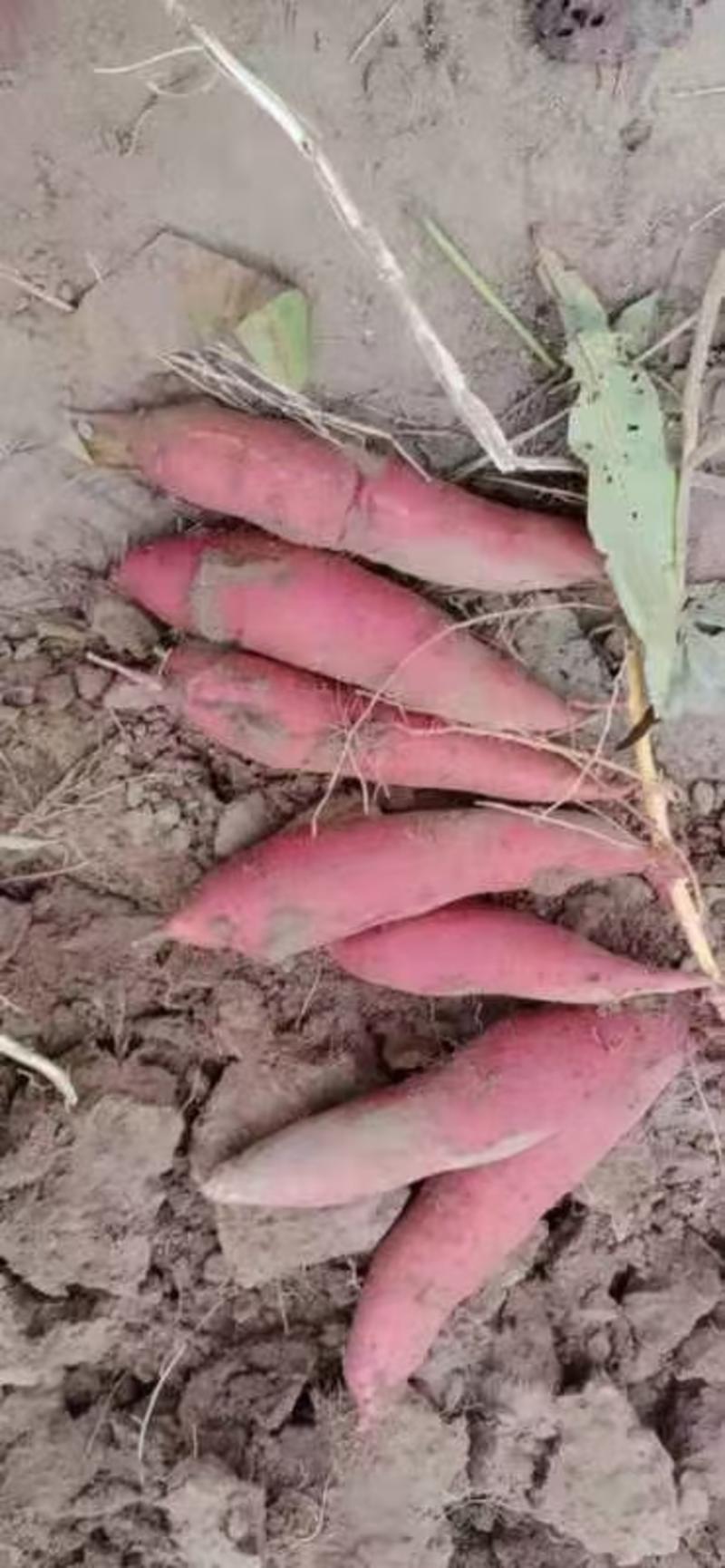 精品红薯一产地直发，西瓜红，红薯，品种齐全。