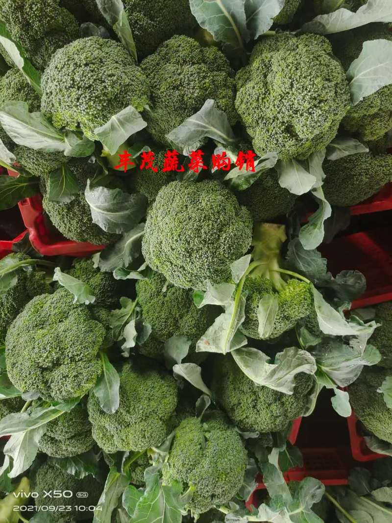 西兰花产地直发，2.5指根