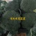 西兰花产地直发，2.5指根