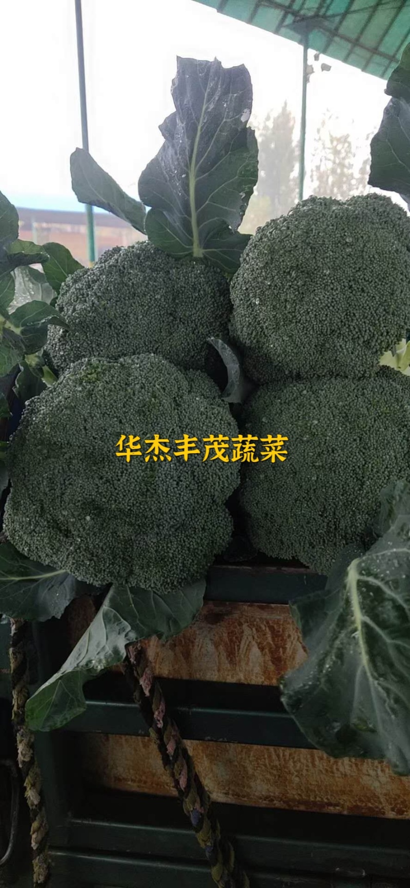 西兰花产地直发，2.5指根