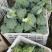 西兰花产地直发，2.5指根