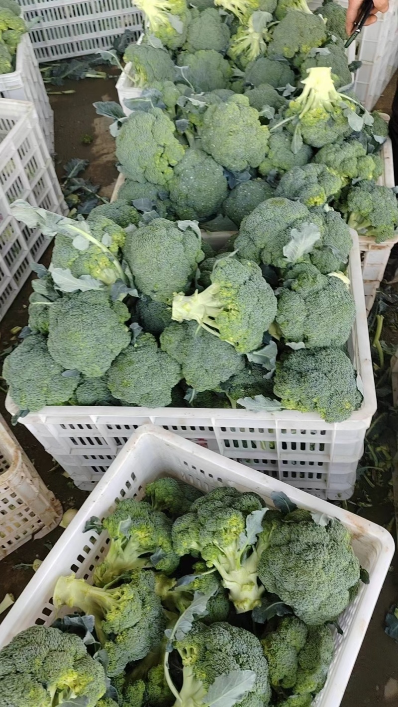 西兰花产地直发，2.5指根