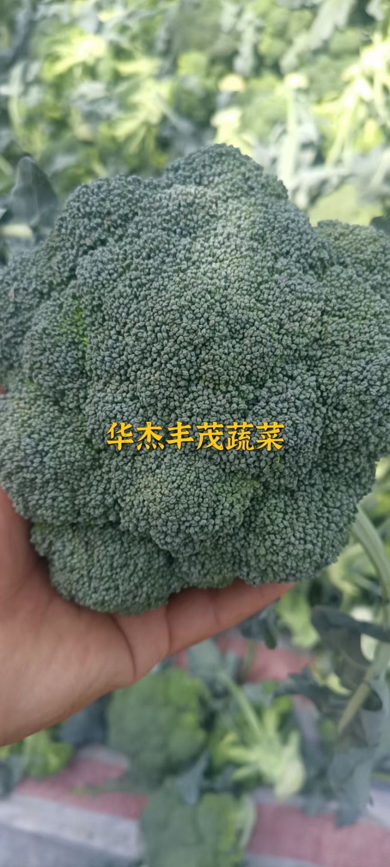 西兰花产地直发，2.5指根
