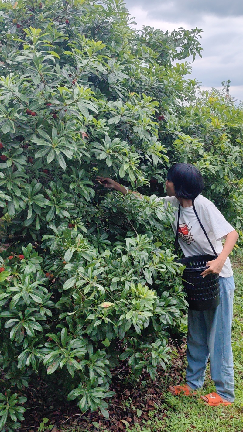 东魁杨梅新鲜应季现摘杨梅当季水果整箱孕妇水果整箱酸甜批发