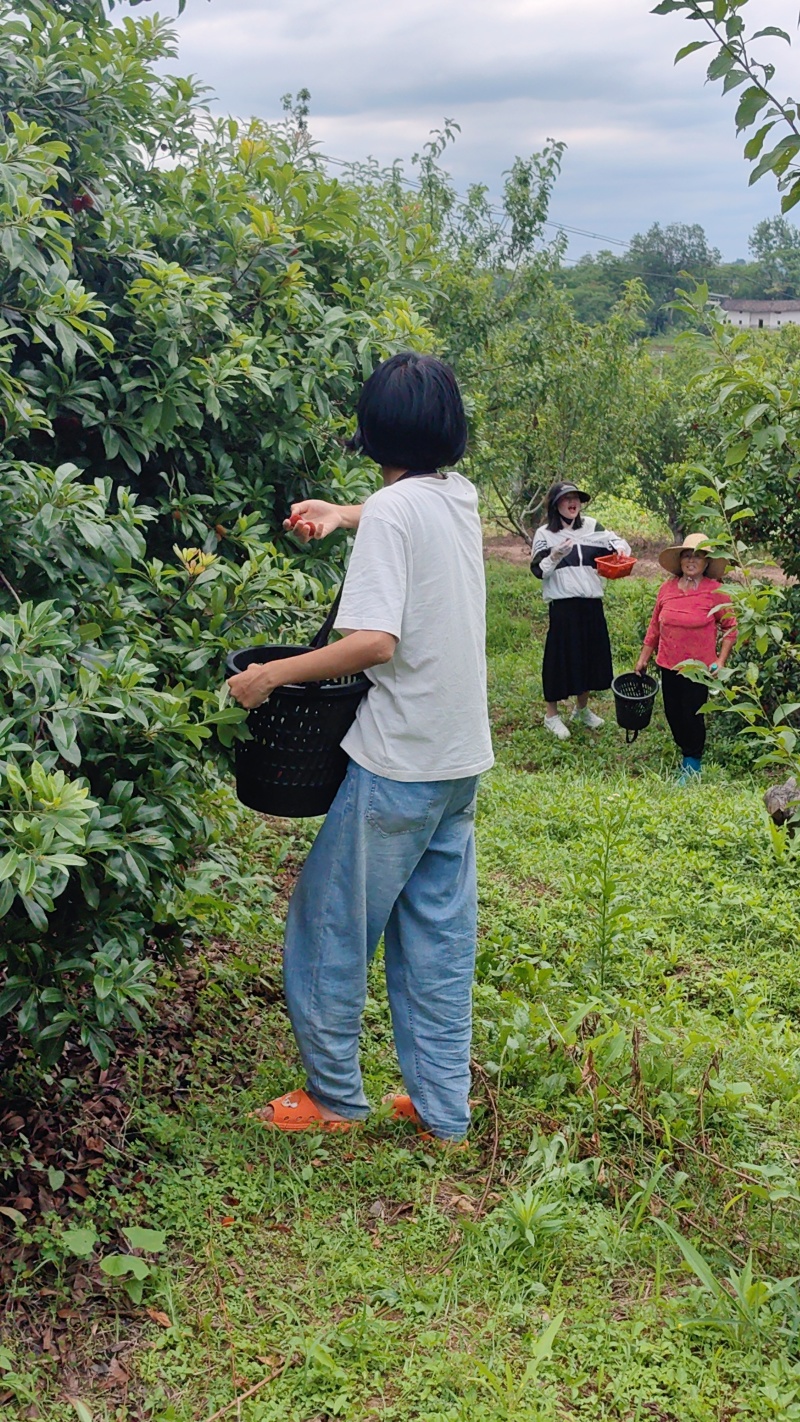 东魁杨梅新鲜应季现摘杨梅当季水果整箱孕妇水果整箱酸甜批发