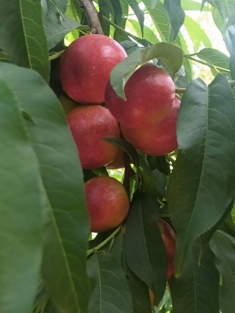 油桃