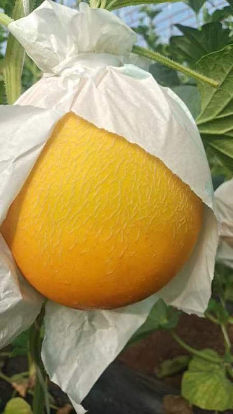 久红瑞瑞红甜瓜大量供应各种批发市场电商