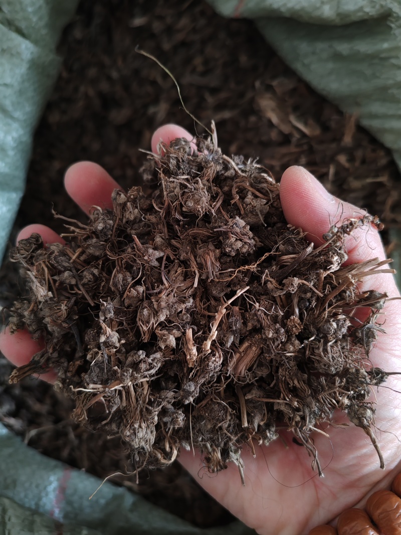 批发纯野生猫爪草（二级货），一手货源，诚信经营！