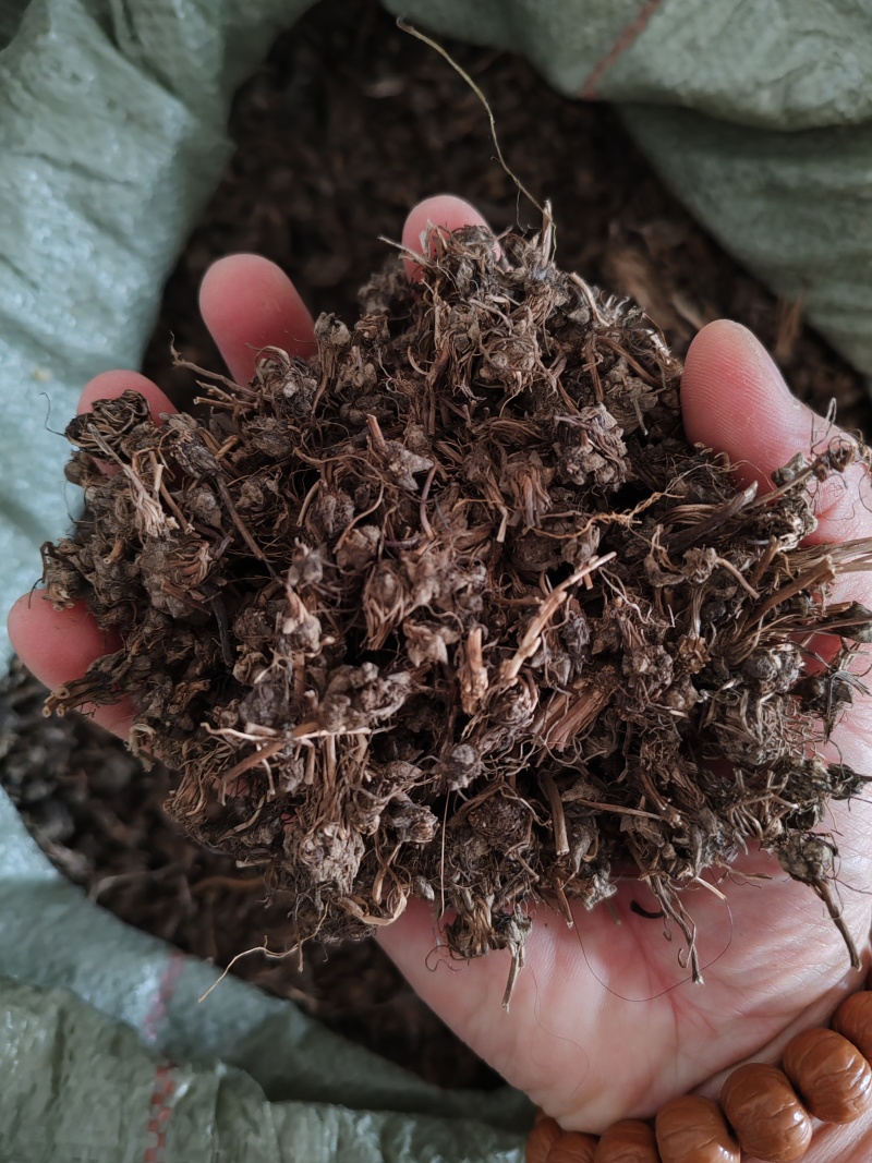 批发纯野生猫爪草（二级货），一手货源，诚信经营！