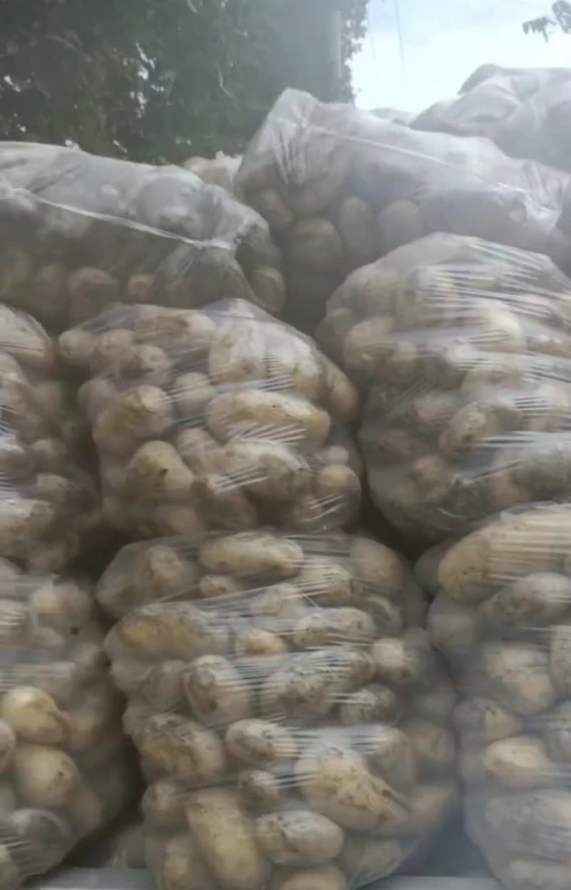 黄心土豆，基地直售，诚信经营，可远程视频看货！