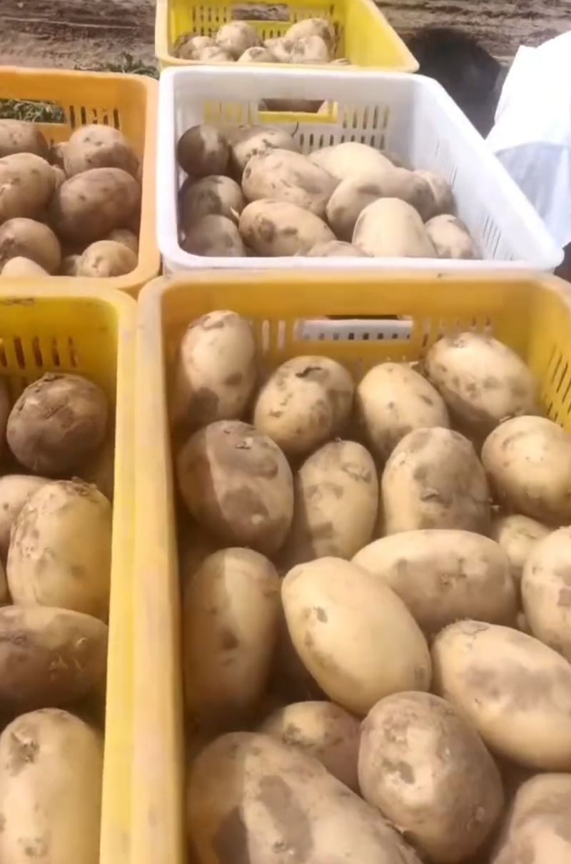 黄心土豆，基地直售，诚信经营，可远程视频看货！