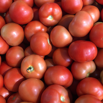 河北邢台产区直发硬粉西红柿，量大从优，新鲜采摘，对接全国
