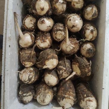 福建精品白芽芋芋艿精品芋头，产地直发，支持一件代发